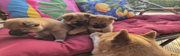Japanese Shiba Inu dogs for sale: Last Lovely Shiba Inu Puppy, Ready for home now! - Advert 25