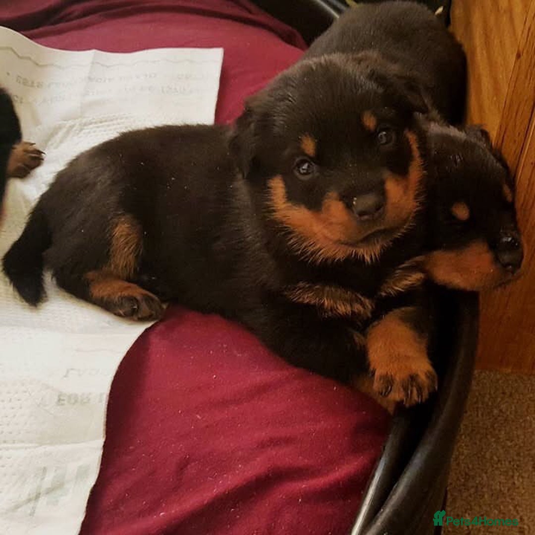 Rottweiler dogs for sale: 🖤 Gorgeous Rottweiler puppies available!  - Image 6