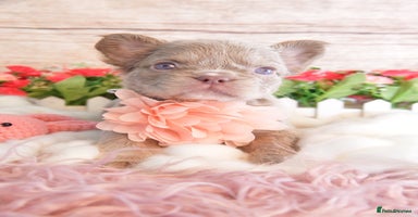French Bulldog dogs - Advert 8