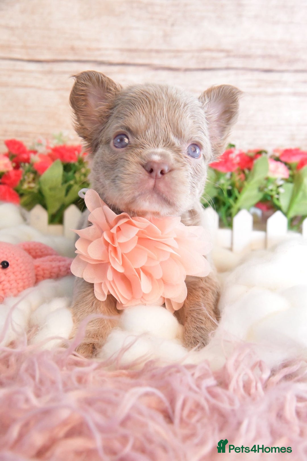 French Bulldog dogs for sale: Kc registered new shade french bulldogs - Image 1