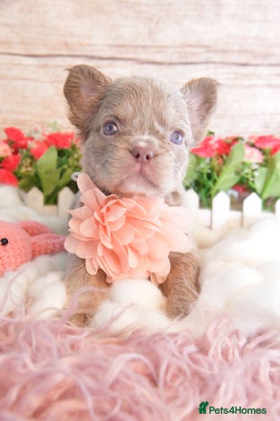 French Bulldog dogs - Advert 3