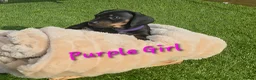Miniature Dachshund dogs for sale: LAST PUP! Miniature Dachshund Puppies 🐶🐾 - Advert 34