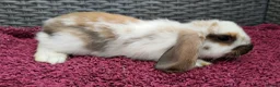 Mini Lop rabbits for sale: Cute French x Mini Lop Ready to Go!!! - Advert 30