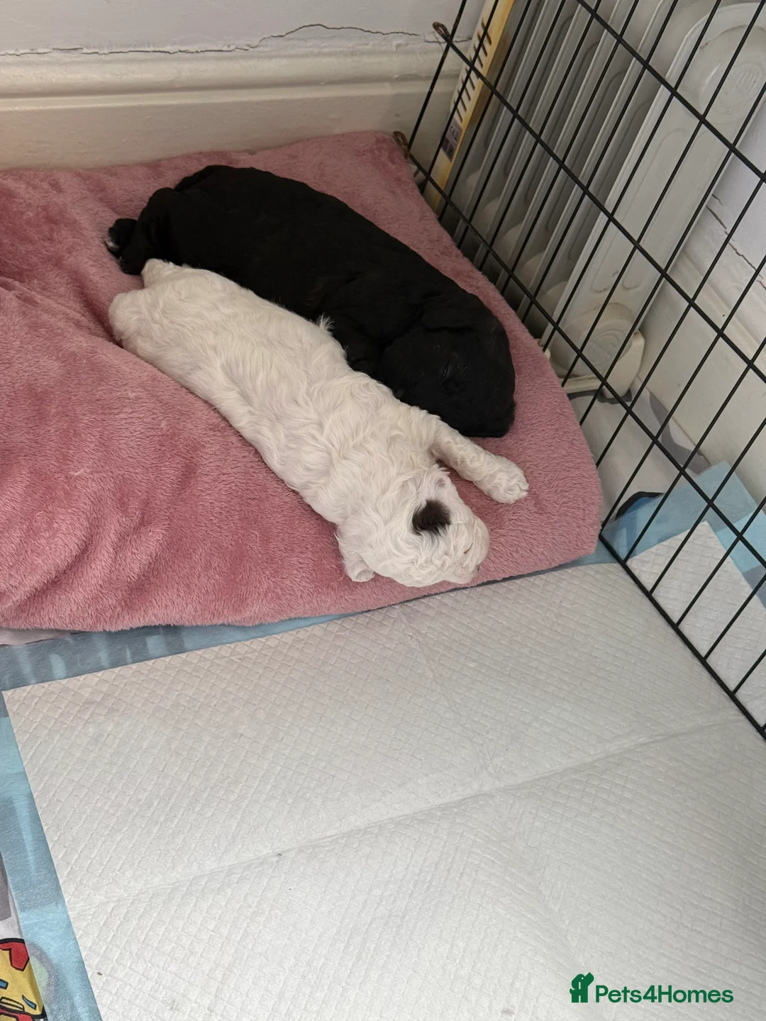 Mixed Breed dogs for sale: Cockapoo x Shihpoo male puppies in Gainsborough - Advert 6