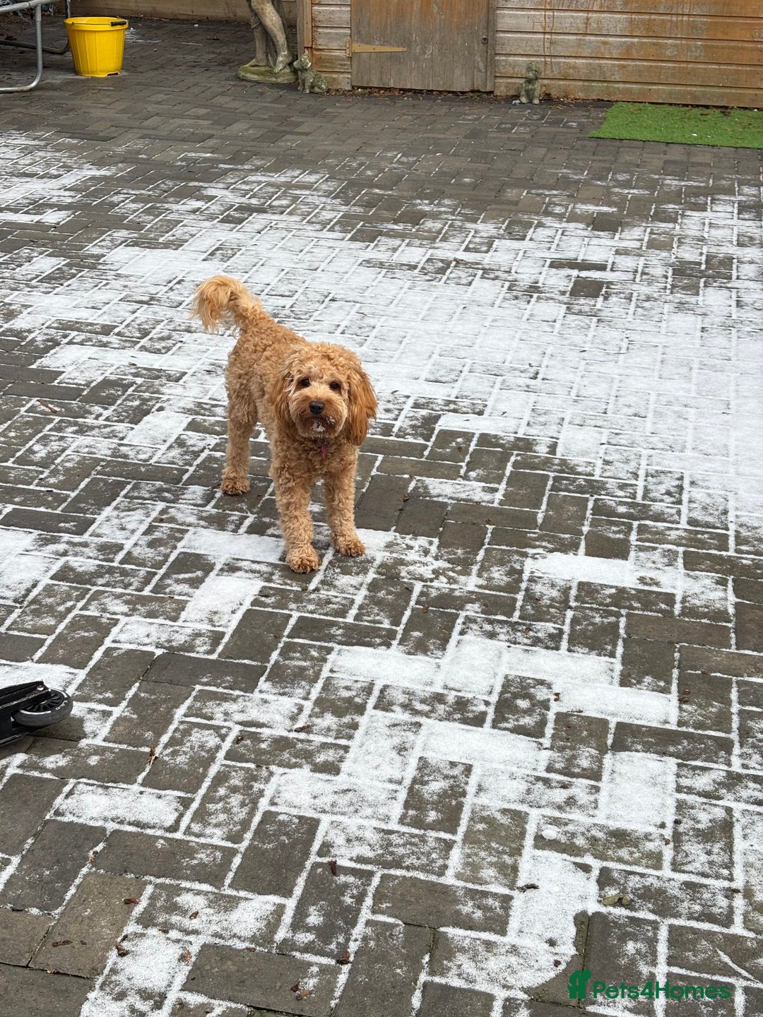 Cockapoo dogs for sale: Kids friendly Cute kind no shedding best dog ever - Advert 2