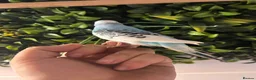 Budgerigars birds for sale: 2 baby budgies available tame to hand  in Walsall - Advert 12