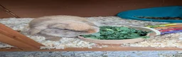 Mini Lop rabbits for sale: Mini lop caramel girl rabbit and hutch full set up in Farnborough - Advert 3