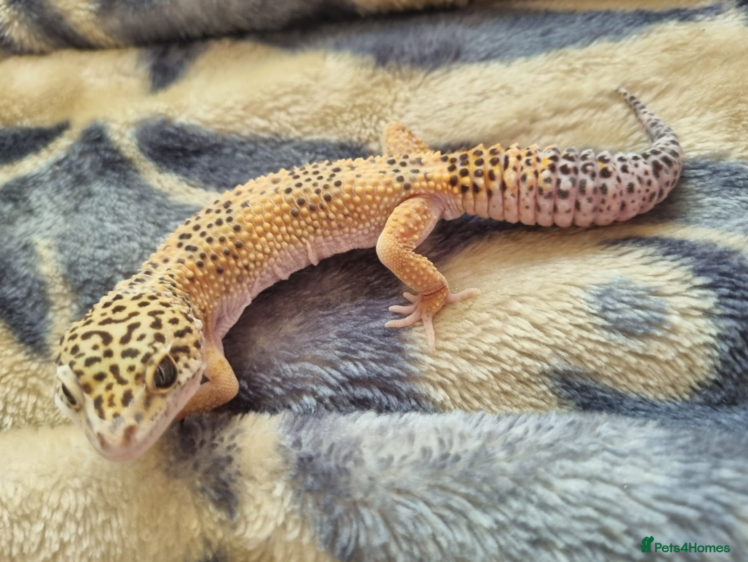 Leopard Gecko reptiles for sale: Leopard Gecko and Dalmatian Crested Gecko - Image 4