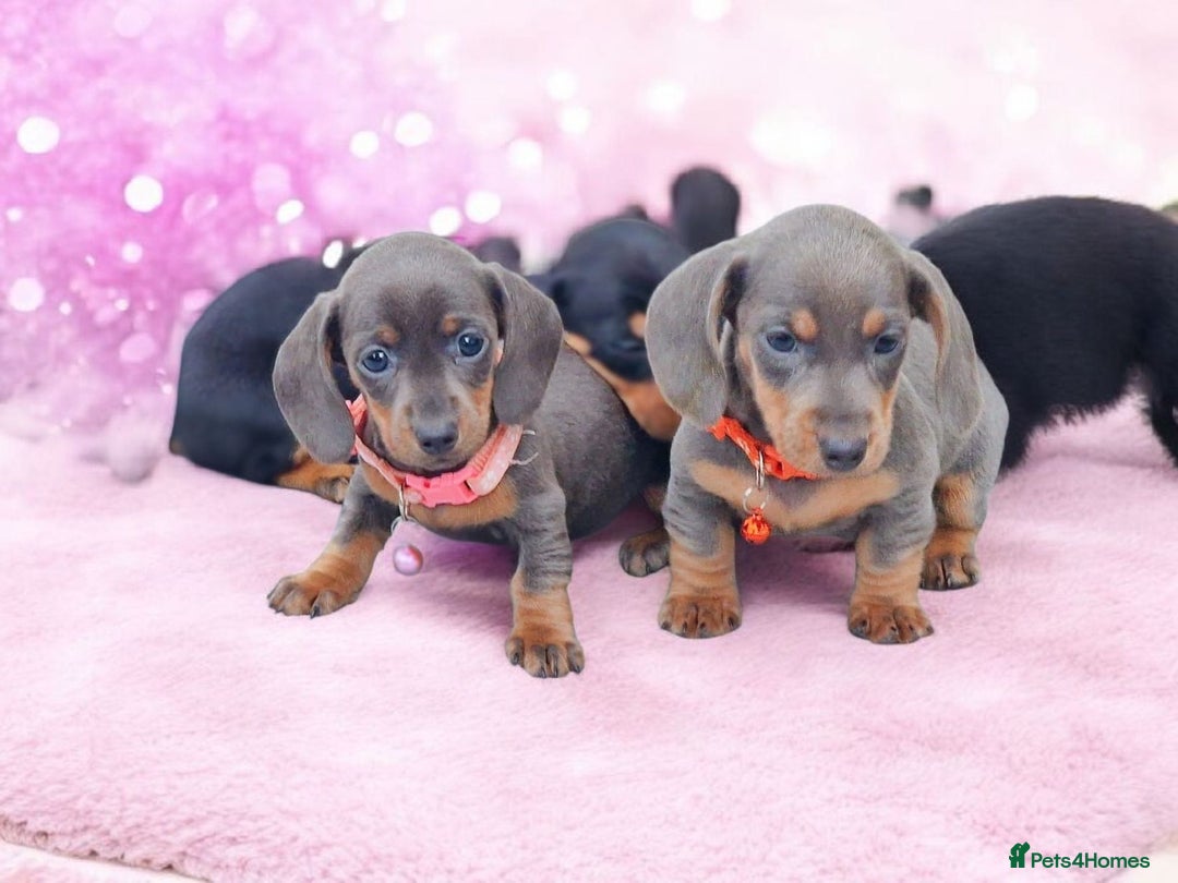 Miniature Dachshund dogs for sale: BLUE & TAN & BLACK TAN MINI DAX'S AVAILABLE  - Image 2