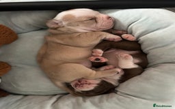 Olde English Bulldogge dogs for sale: Must See! Olde English Puppies  - Image 16