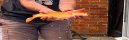 Koi Carp fish for sale: Beautiful Gold-Orange Koi Carp - Advert 2