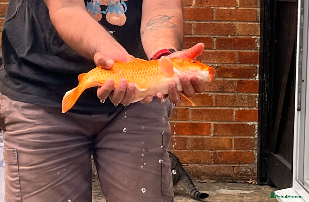 Koi Carp fish for sale: Beautiful Gold-Orange Koi Carp - Image 2