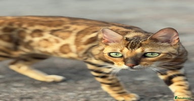 Bengal cats - Advert 3