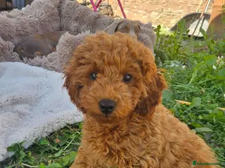 Toy Poodle dogs Beautiful red/black toy poodles - Advert 1