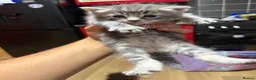 Mixed Breed cats for sale: Main coons ready for new home  - Advert 5