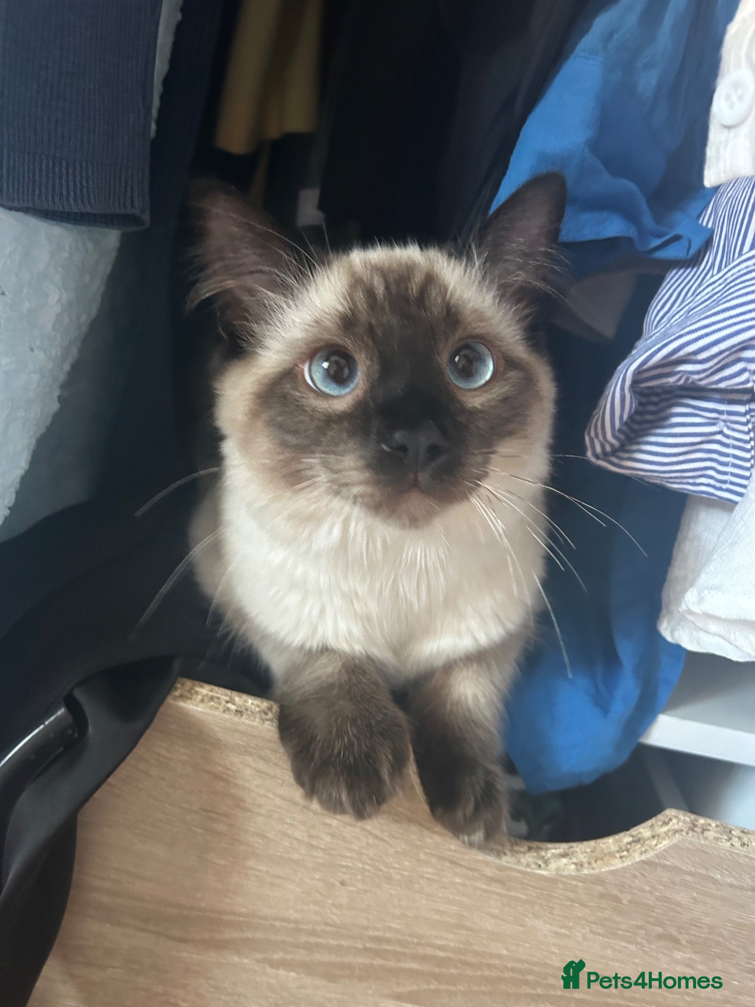 Ragdoll cats Beautiful GCCF Registered Ragdoll Kitten🩵 - Advert 1