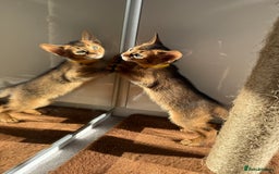 Abyssinian cats for sale: TICA reg Abyssinian sweet kittens rare colours  - Image 5