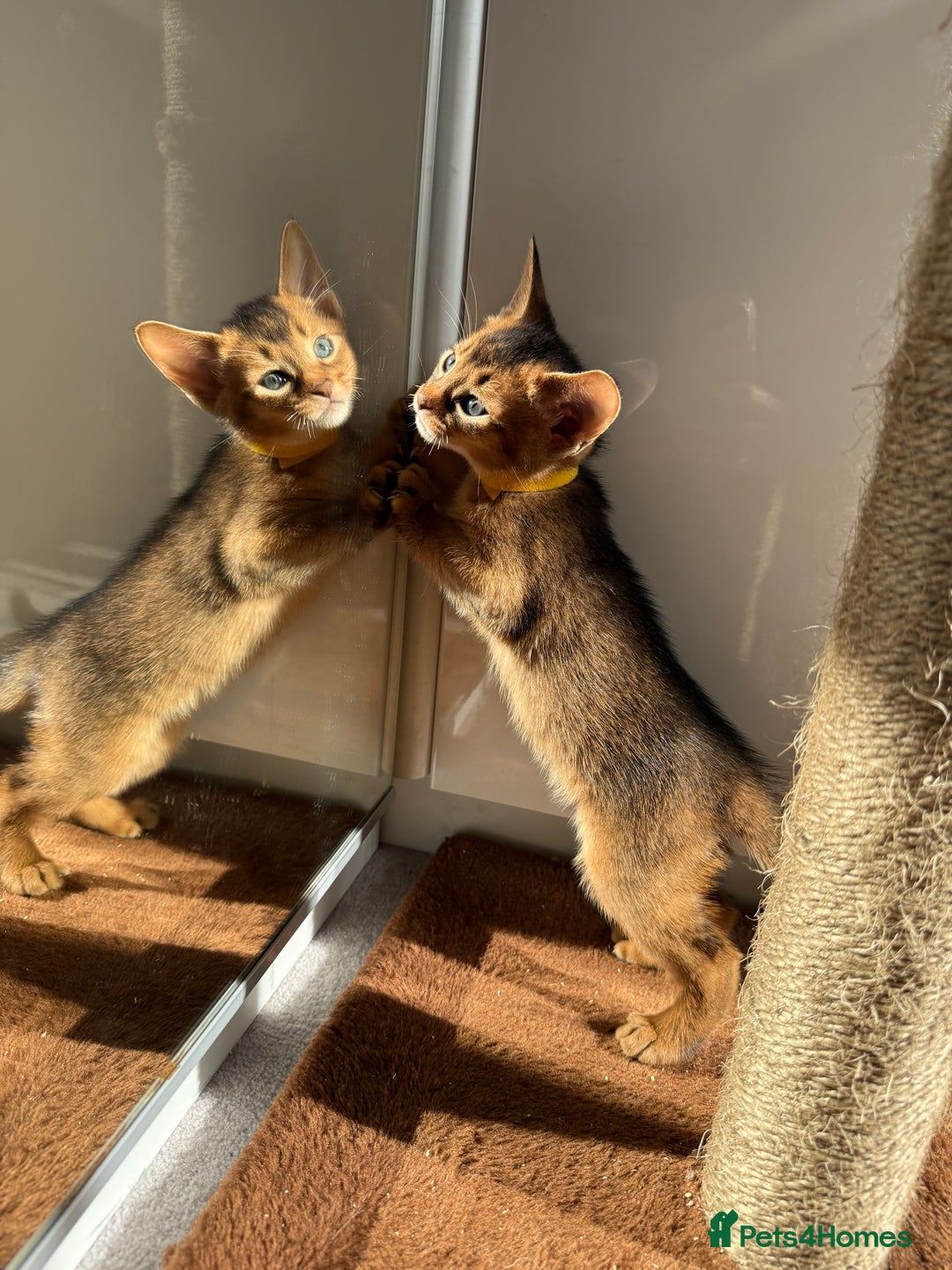 Abyssinian cats for sale: TICA reg Abyssinian sweet kittens rare colours  - Image 5