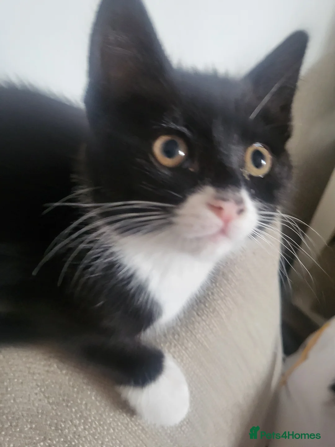 Mixed Breed cats for sale: 3 Beautiful Fluffy Female Kittens - Ready Now in Croydon - Advert 2