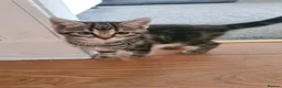 Mixed Breed cats for sale: Gorgeous kittens looking for Loving Homes - Advert 3