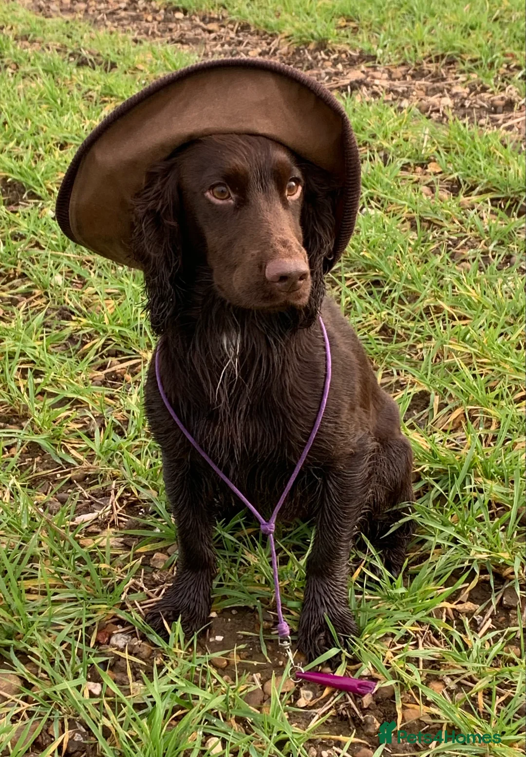 Cocker Spaniel dogs for stud: Working Cocker Spaniel for Stud in Windsor - Advert 3