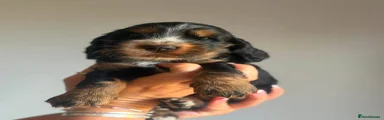Cocker Spaniel 3