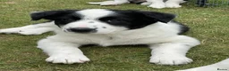 Border Collie dogs for sale: Absolutely Gorgeous Black&White Border Collie Pups - Advert 16