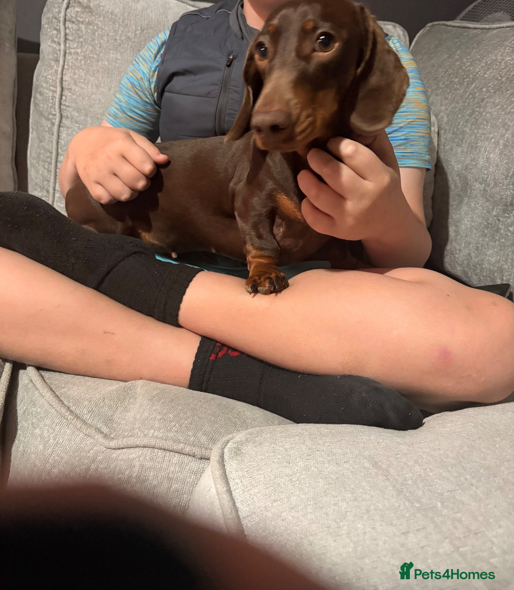 Miniature Dachshund dogs Dachund female  - Advert 10