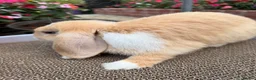 Mini Lop rabbits for sale: Ginger & White Mini Lop Doe Available Now - Advert 2