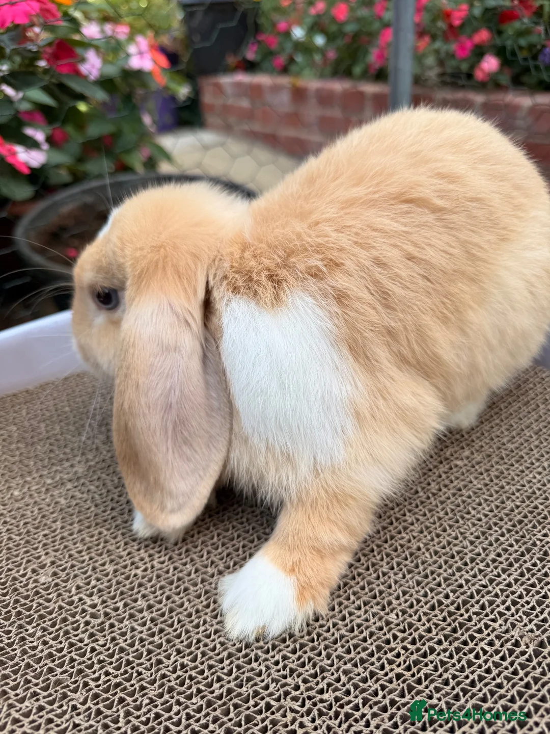 Mini Lop rabbits for sale: Ginger & White Mini Lop Doe Available Now - Advert 2