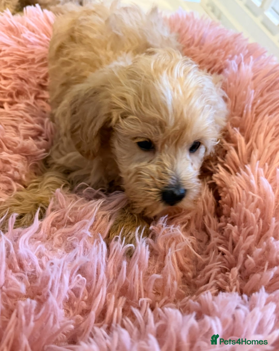 Mixed Breed dogs for sale: Toy/Mini Schnoodle Puppies  - Advert 18