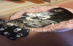 British Shorthair cats for sale: Unusual litter of British Shorthairs - Image 1