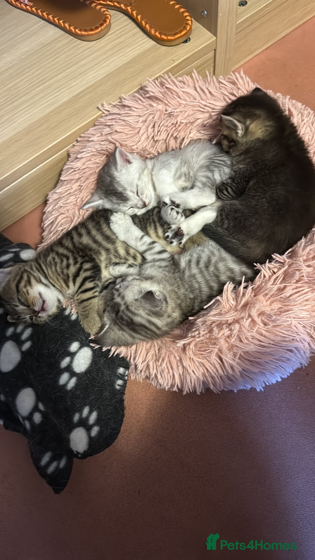 British Shorthair cats for sale: Unusual litter of British Shorthairs - Image 1