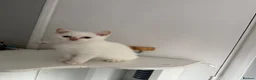 British Shorthair cats for sale: Beautiful 😍 X2 British Shorthairs 😸 in Enfield - Advert 9