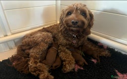 Cockapoo dogs for sale: Gorgeous red toy cockapoo puppies. - Advert 1