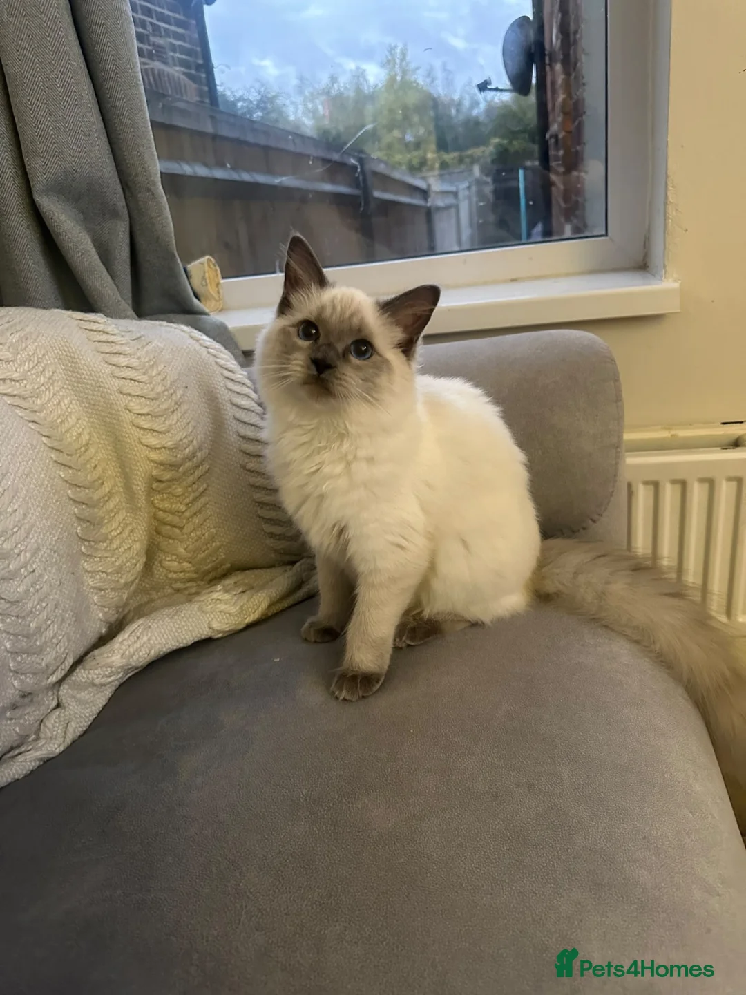 Ragdoll cats for sale: My beautiful ragdoll Luna - Advert 1
