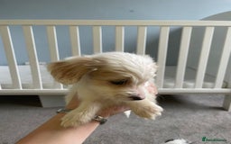 Mixed Breed dogs for sale: Two male cocker spaniel/shih tzu pups - Image 15