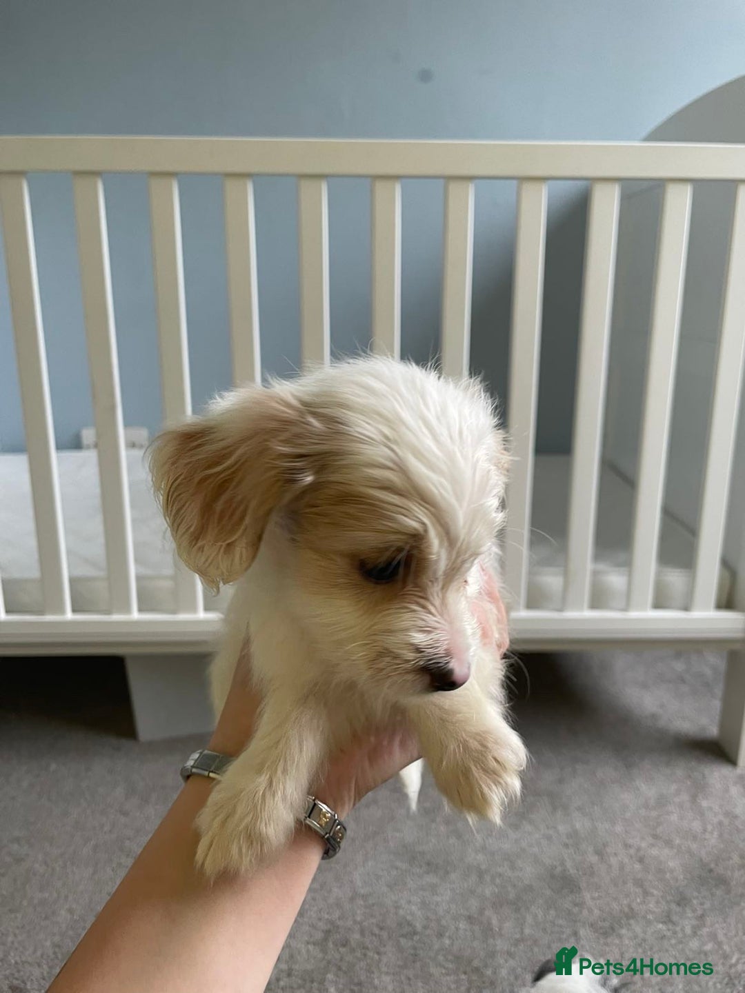 Mixed Breed dogs for sale: Two male cocker spaniel/shih tzu pups - Image 15