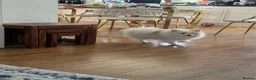 Pomeranian dogs for sale: Pomeranian for sale (female) in Aldershot - Advert 3