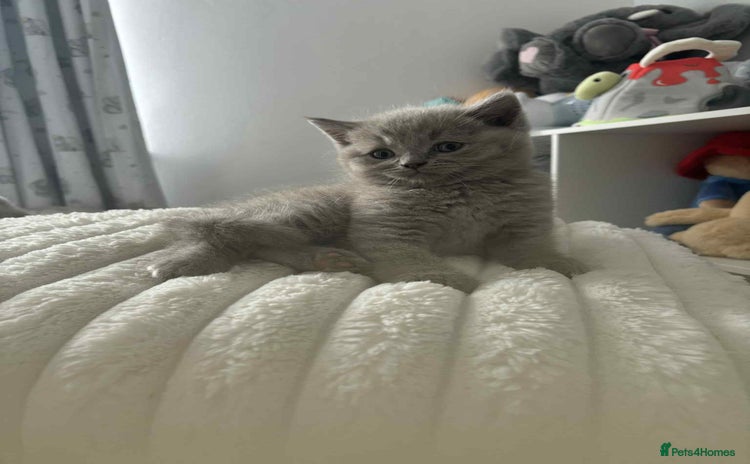 Scottish Fold cats - Advert 8