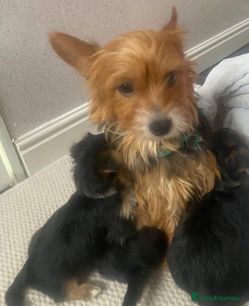 Yorkshire Terrier dogs Yorkshire terrier puppies for sale  - Advert 1