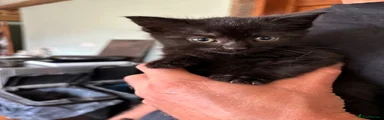 Domestic Shorthair Kitten 2