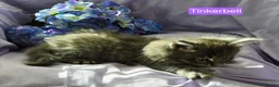 Maine Coon cats for sale: Pure maincoons ready 17/10/26 in Market Drayton - Advert 24