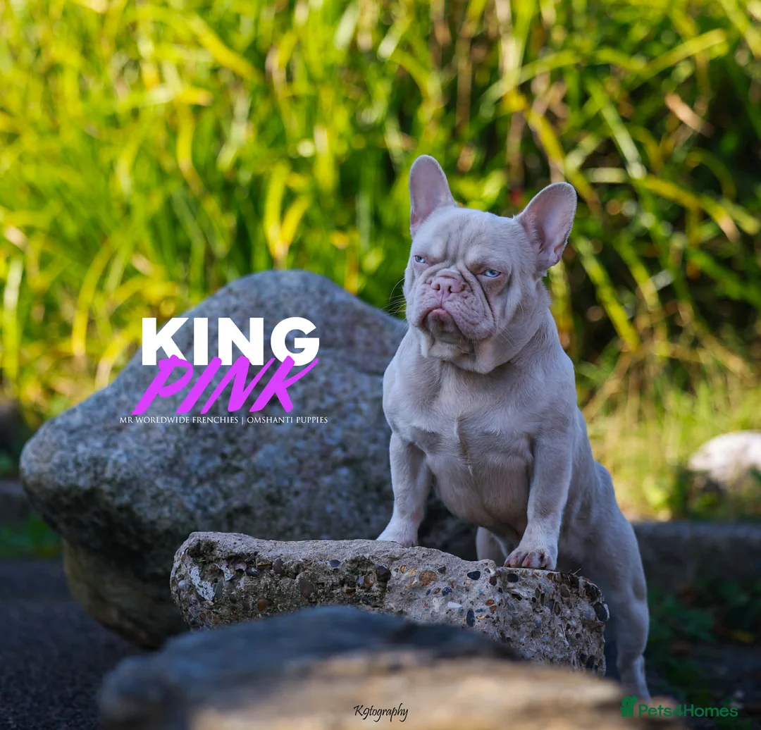 French Bulldog dogs for stud: King pink visual pink and tan proven stud  - Advert 1