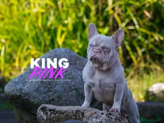 French Bulldog dogs King pink visual pink and tan proven stud - Advert 2
