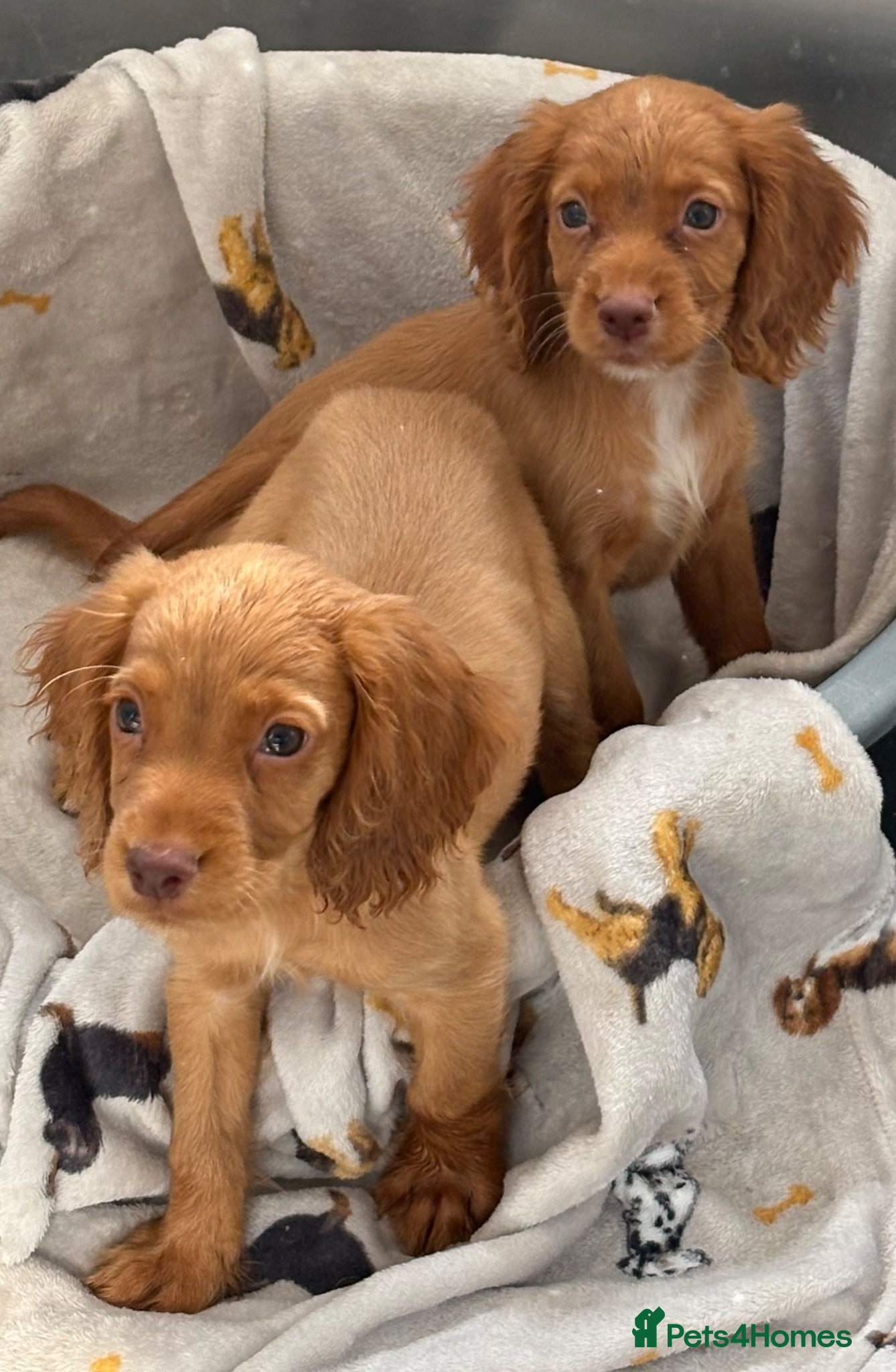 Cocker Spaniel dogs Kc registered working cocker spaniels  - Advert 1