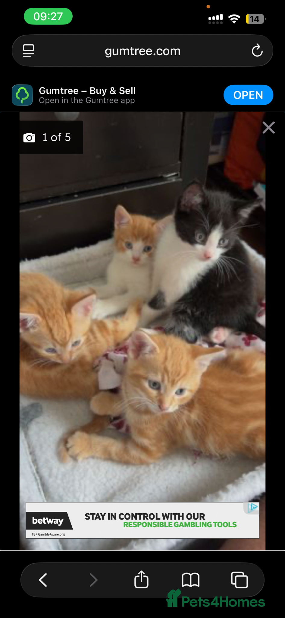 Mixed Breed cats for sale: 10 week old male ginger kitten  - Advert 4