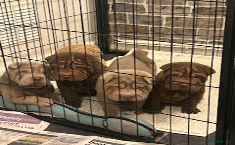 Shar Pei dogs - Advert 1