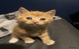 Mixed Breed cats for sale: Adorable kittens  - Image 5