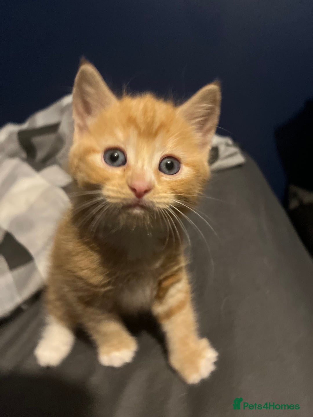 Mixed Breed cats for sale: Adorable kittens  - Image 5